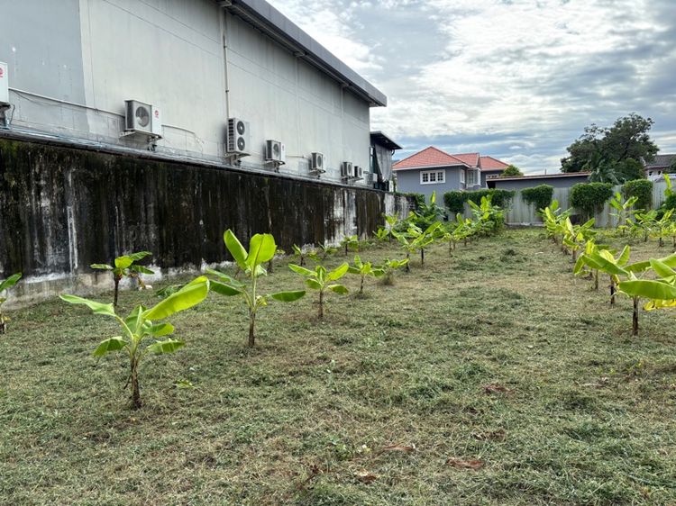 ขายที่ดินแปลงสวย 326 ตร.ว. ซอยลาดพร้าว 130 ถมแล้ว  รูปที่ 2