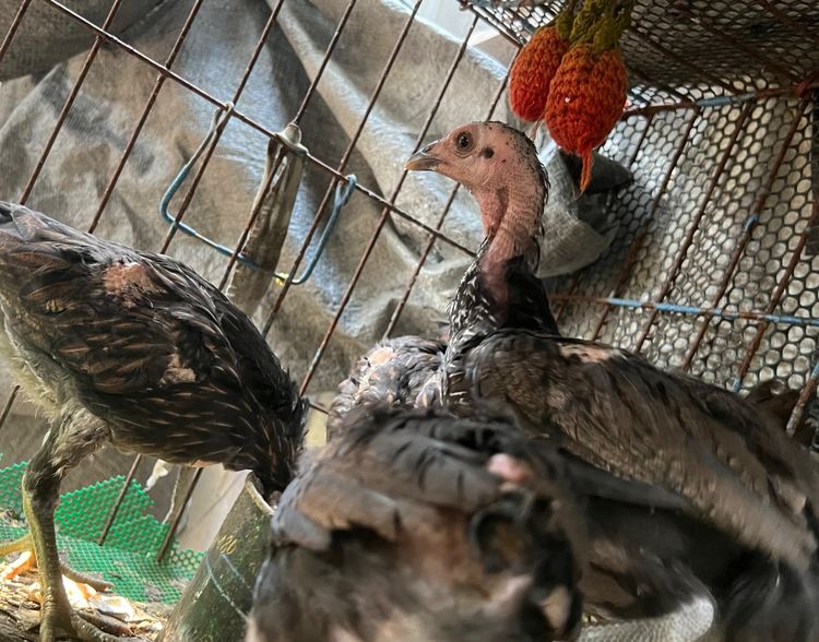 ลูกไก่ตัวเมีย รูปที่ 4