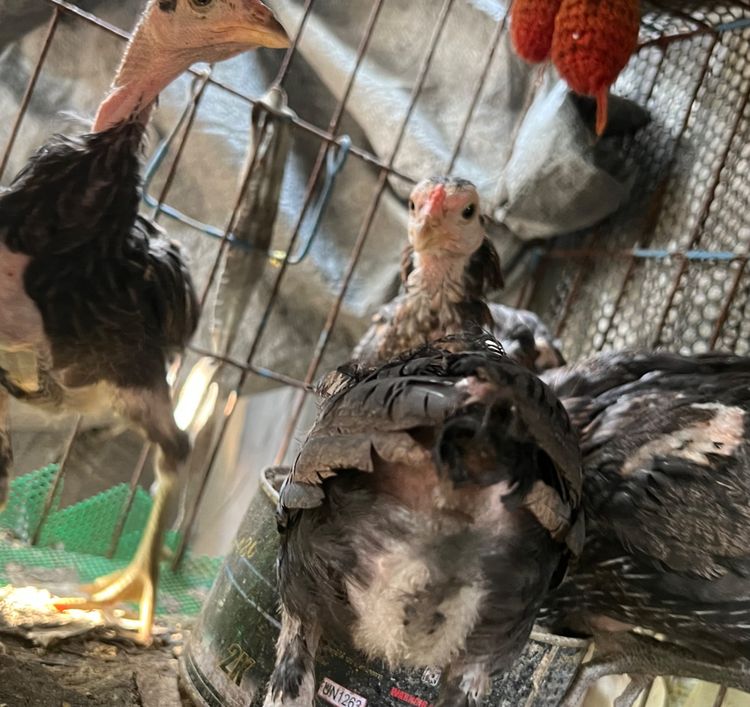 ลูกไก่ตัวเมีย