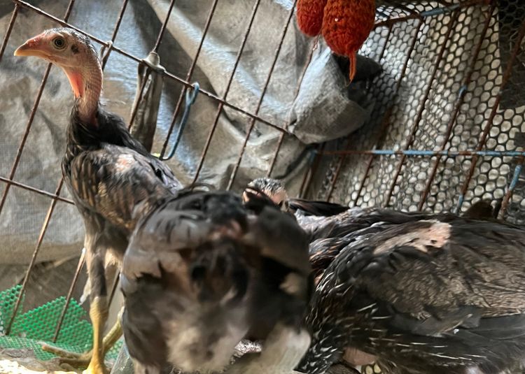 ลูกไก่ตัวเมีย รูปที่ 3