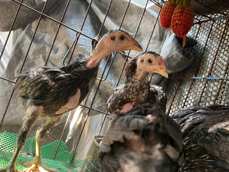 ลูกไก่ตัวเมีย รูปที่ 2