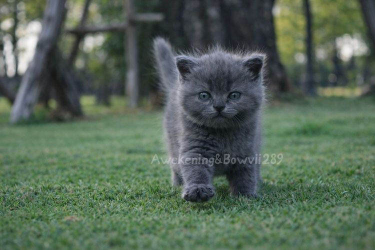น้องแมวหาบ้าน รูปที่ 2