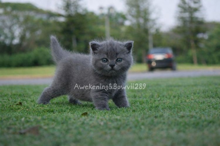น้องแมวหาบ้าน รูปที่ 3