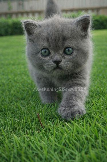 น้องแมวหาบ้าน รูปที่ 4