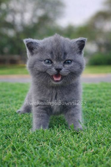 สก็อตติช โฟลด์ (Scottish Fold) น้องแมวหาบ้าน
