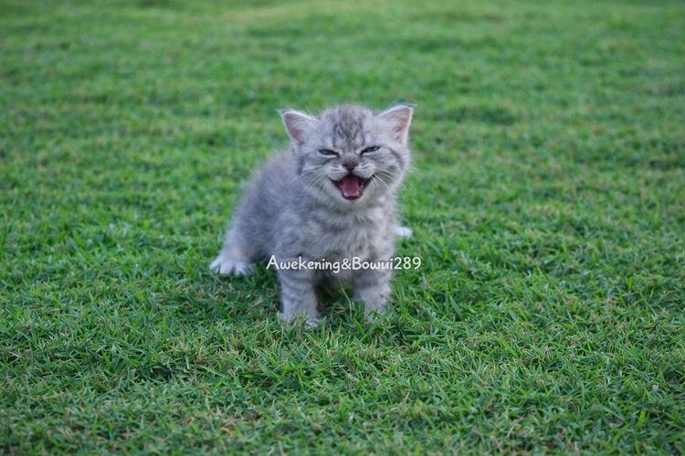 น้องแมวหาบ้าน รูปที่ 5