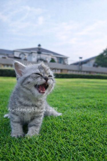 น้องแมวหาบ้าน รูปที่ 8