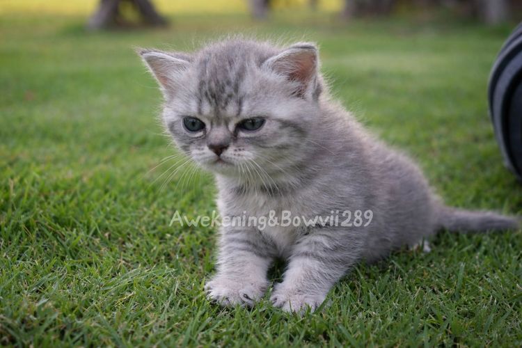 น้องแมวหาบ้าน รูปที่ 7