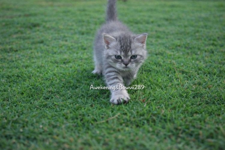 น้องแมวหาบ้าน รูปที่ 6