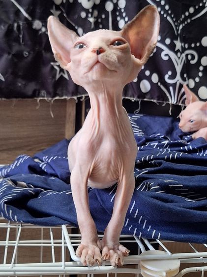 แมวสฟริงซ์ รูปที่ 4