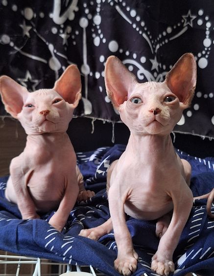 สฟิงซ์ (Sphynx) แมวสฟริงซ์