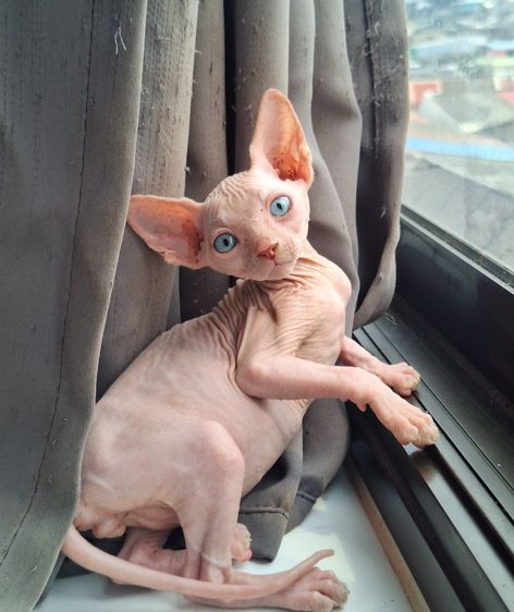 แมวสฟริงซ์ รูปที่ 3