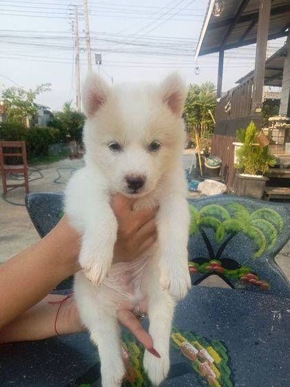 บางแก้ว (Thai Bangkaew Dog) เล็ก บางแก้วแท้