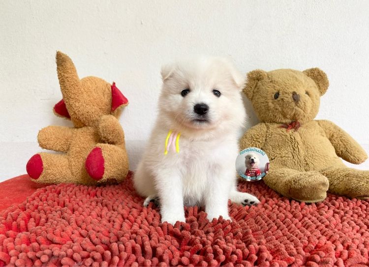 ลูกสปิตซ์ 10 ตัว ตัวเมียหาบ้าน ตัวอ้วนกลมหมีๆแข็งแรงกินเก่ง พร้อมกอด รูปที่ 3