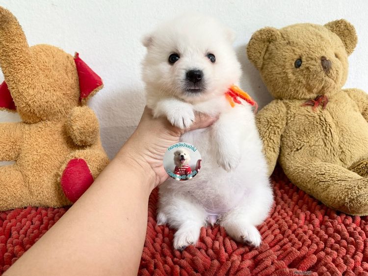 ลูกสปิตซ์ 10 ตัว ตัวเมียหาบ้าน ตัวอ้วนกลมหมีๆแข็งแรงกินเก่ง พร้อมกอด รูปที่ 9