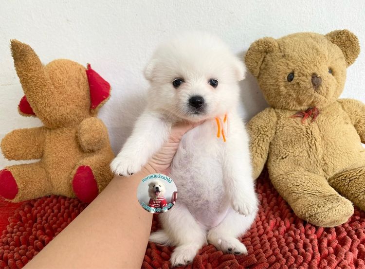 ลูกสปิตซ์ 10 ตัว ตัวเมียหาบ้าน ตัวอ้วนกลมหมีๆแข็งแรงกินเก่ง พร้อมกอด รูปที่ 6