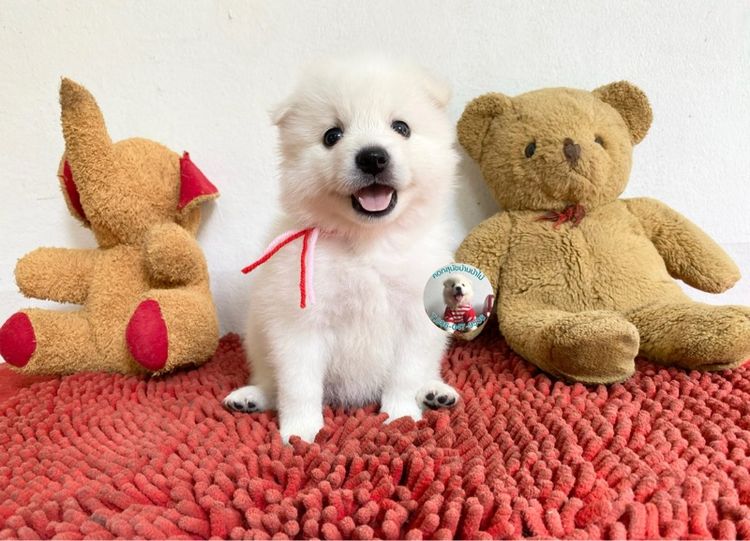 อื่นๆ กลาง ลูกสปิตซ์ 10 ตัว ตัวเมียหาบ้าน ตัวอ้วนกลมหมีๆแข็งแรงกินเก่ง พร้อมกอด