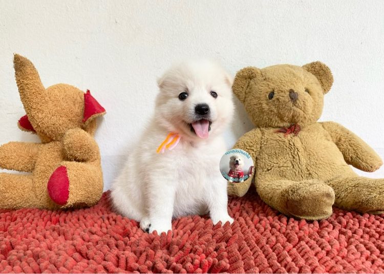 ลูกสปิตซ์ 10 ตัว ตัวเมียหาบ้าน ตัวอ้วนกลมหมีๆแข็งแรงกินเก่ง พร้อมกอด รูปที่ 2