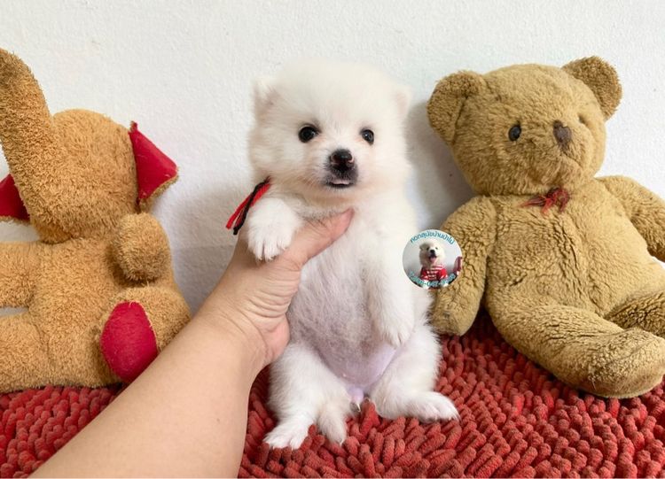 ลูกสปิตซ์ 10 ตัว ตัวเมียหาบ้าน ตัวอ้วนกลมหมีๆแข็งแรงกินเก่ง พร้อมกอด รูปที่ 8