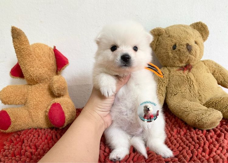 ลูกสปิตซ์ 10 ตัว ตัวเมียหาบ้าน ตัวอ้วนกลมหมีๆแข็งแรงกินเก่ง พร้อมกอด รูปที่ 7