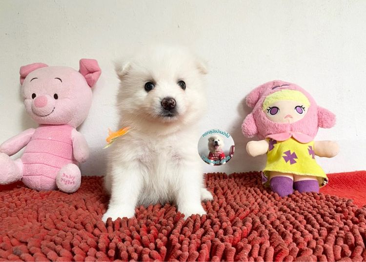 ลูกสปิตซ์ 10 ตัว ตัวเมียหาบ้าน ตัวอ้วนกลมหมีๆแข็งแรงกินเก่ง พร้อมกอด รูปที่ 10