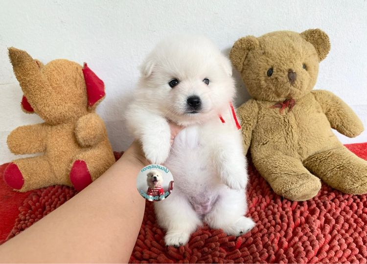 ลูกสปิตซ์ 10 ตัว ตัวเมียหาบ้าน ตัวอ้วนกลมหมีๆแข็งแรงกินเก่ง พร้อมกอด รูปที่ 5