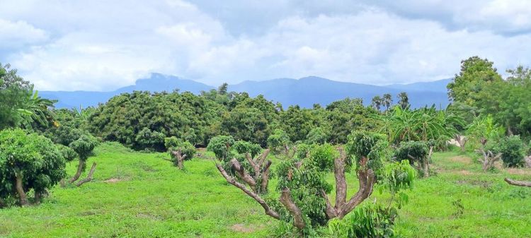 แบ่งขายสวนลำไยแปลงเล็ก น้ำประปาพร้อมใกล้แมคโครโลตัสจอมทอง 5 นาที เหมาะทำบ้านสวน บ้านพักตากอากาศ