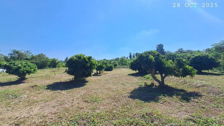 ไม่ใช่ แบ่งขายสวนลำไยแปลงเล็ก น้ำประปาพร้อมใกล้แมคโครโลตัสจอมทอง 5 นาที เหมาะทำบ้านสวน บ้านพักตากอากาศ รูปที่ 2