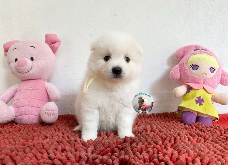 ลูกสปิตซ์ตัวผู้หาบ้าน 8 ตัว ตัวบึกบึนกลมมาก ขี้เล่น กินเก่ง พร้อมกอด  รูปที่ 4