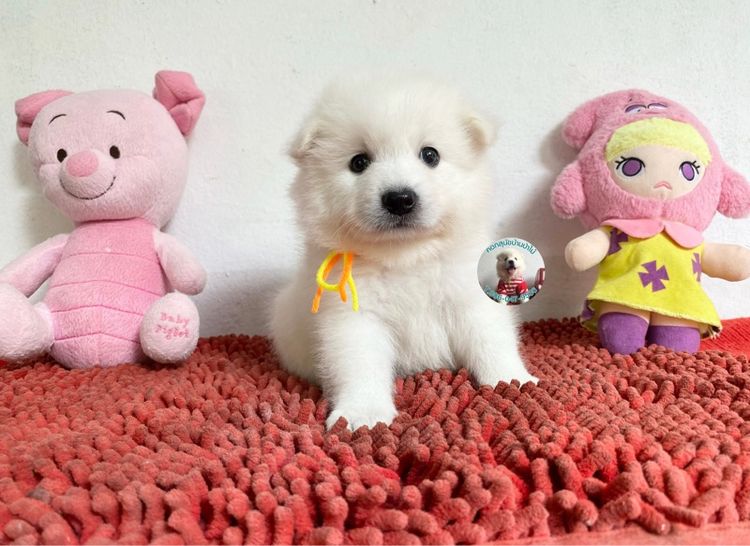 ลูกสปิตซ์ตัวผู้หาบ้าน 8 ตัว ตัวบึกบึนกลมมาก ขี้เล่น กินเก่ง พร้อมกอด  รูปที่ 2