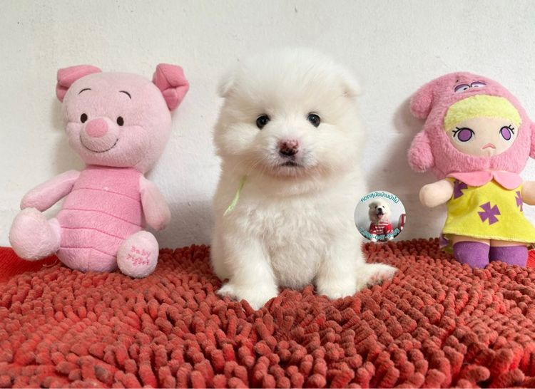 ลูกสปิตซ์ตัวผู้หาบ้าน 8 ตัว ตัวบึกบึนกลมมาก ขี้เล่น กินเก่ง พร้อมกอด  รูปที่ 6