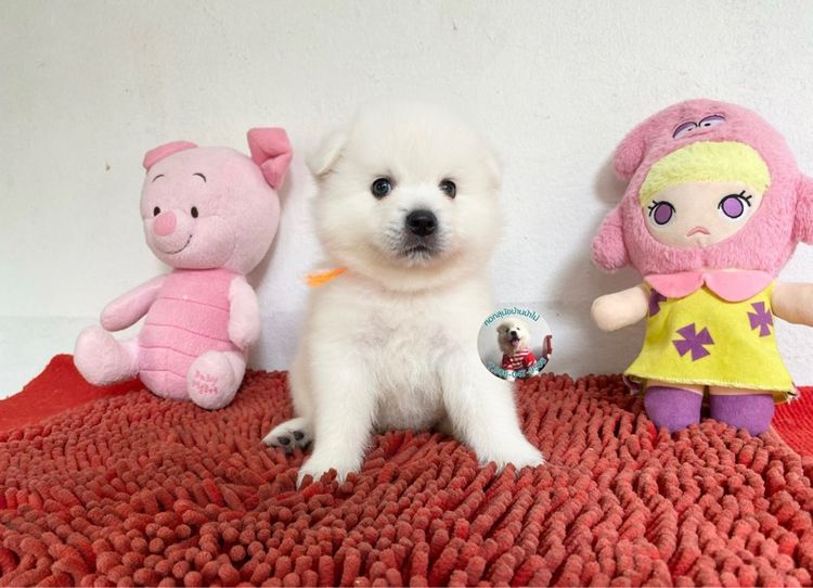 ลูกสปิตซ์ตัวผู้หาบ้าน 8 ตัว ตัวบึกบึนกลมมาก ขี้เล่น กินเก่ง พร้อมกอด  รูปที่ 8