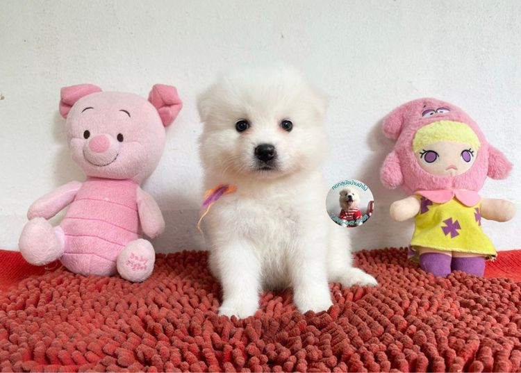 ลูกสปิตซ์ตัวผู้หาบ้าน 8 ตัว ตัวบึกบึนกลมมาก ขี้เล่น กินเก่ง พร้อมกอด  รูปที่ 7