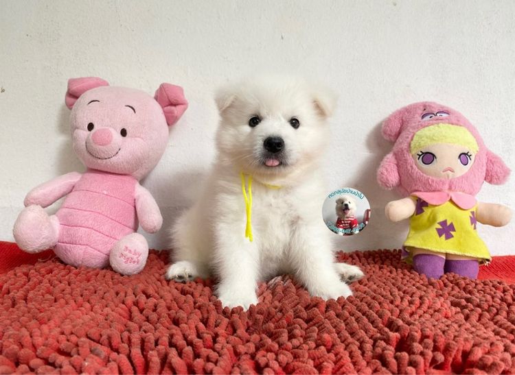 ลูกสปิตซ์ตัวผู้หาบ้าน 8 ตัว ตัวบึกบึนกลมมาก ขี้เล่น กินเก่ง พร้อมกอด  รูปที่ 3