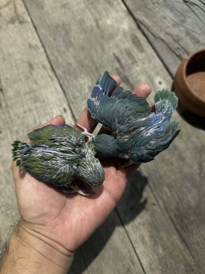 ฟอพัส ลูกป้อน เชื่องๆ 