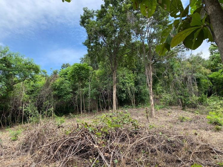 ไม่ใช่ ที่ดินเนินเขาวิวสวยใน นิคม ทหารผ่านศึก กม.6 ถนน ผ่านศึก-กุดคล้า  รูปที่ 3