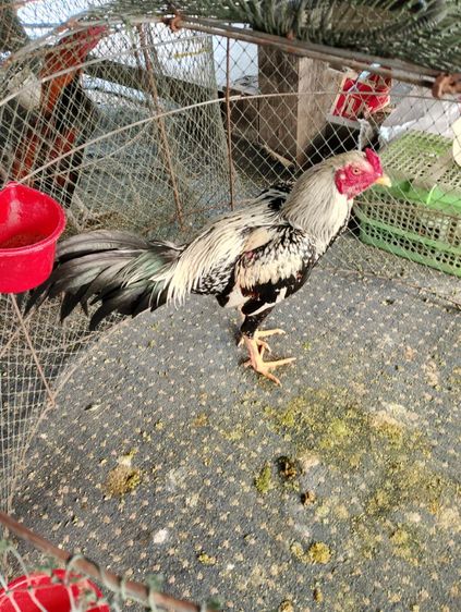 ไก่พม่าหง่อน8เดือน2โล7