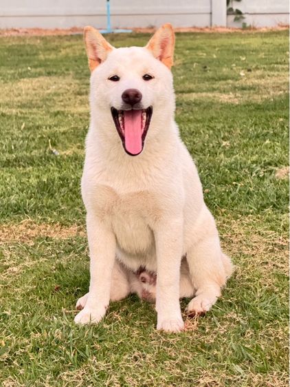 ชิบะอินุ รูปที่ 6