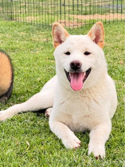 ชิบะ (Shiba Inu) กลาง ชิบะอินุ