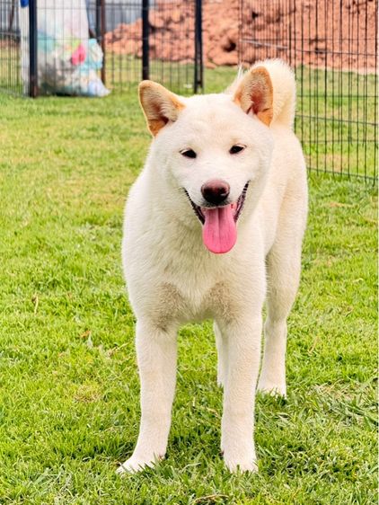 ชิบะอินุ รูปที่ 2
