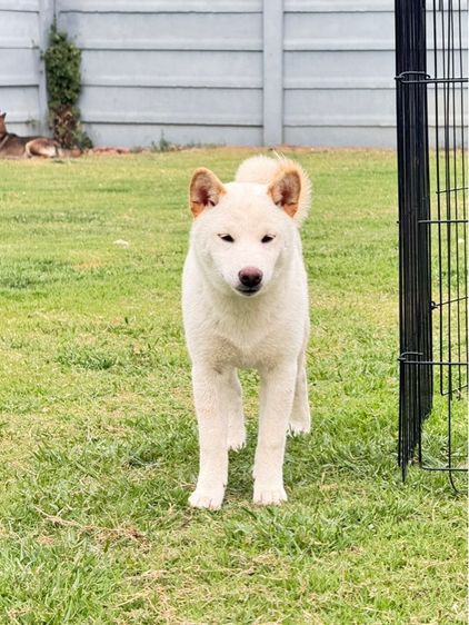 ชิบะอินุ รูปที่ 5