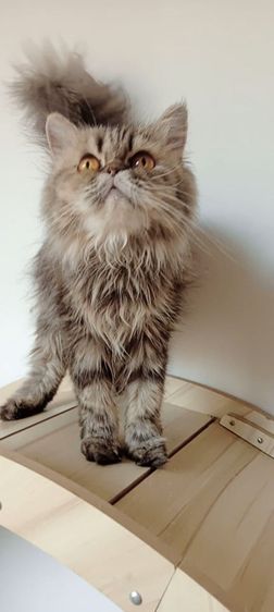 แมวเปอร์เซีย แมวโตเพศเมีย รูปที่ 3