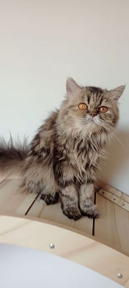 แมวเปอร์เซีย แมวโตเพศเมีย รูปที่ 2