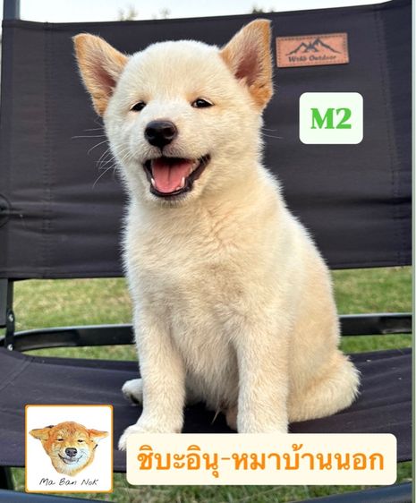 ชิบะอินุ รูปที่ 8