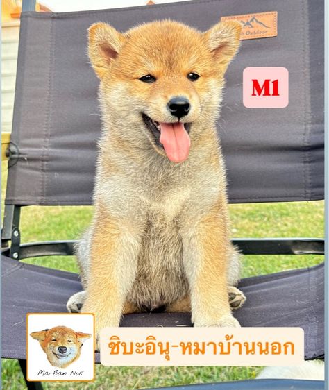 ชิบะอินุ รูปที่ 3