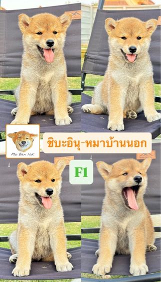 ชิบะอินุ รูปที่ 4