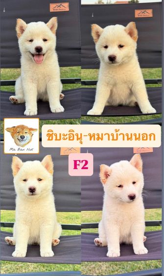 ชิบะอินุ รูปที่ 6