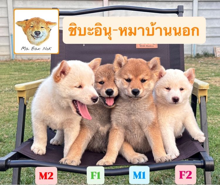 ชิบะ (Shiba Inu) เล็ก ชิบะอินุ
