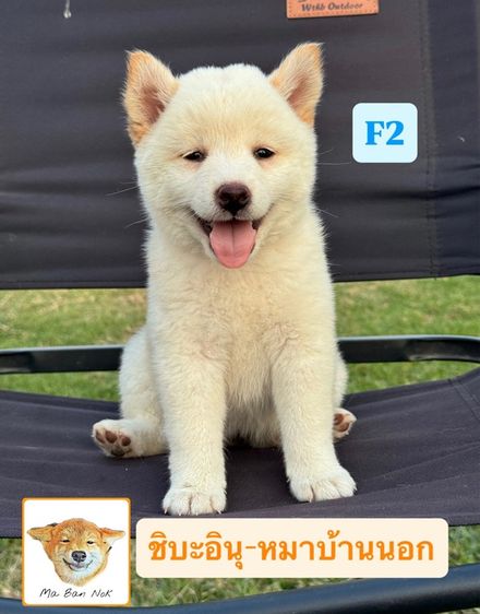 ชิบะอินุ รูปที่ 7