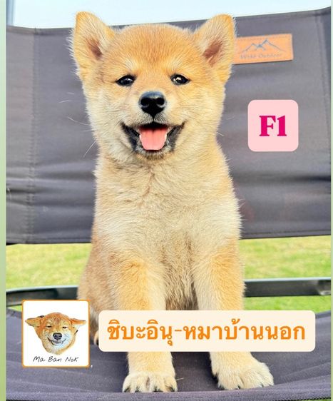 ชิบะอินุ รูปที่ 5